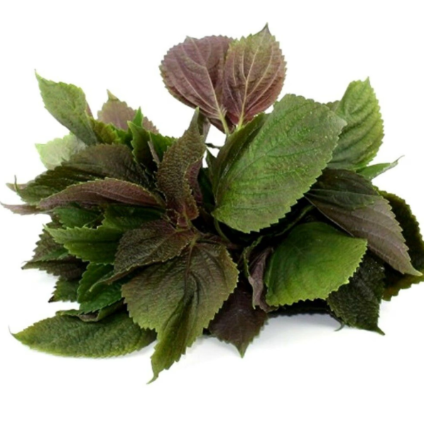 Perilla leaf