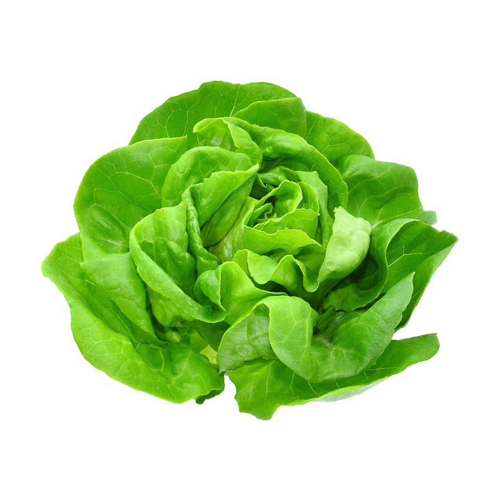 Lettuce Boston local