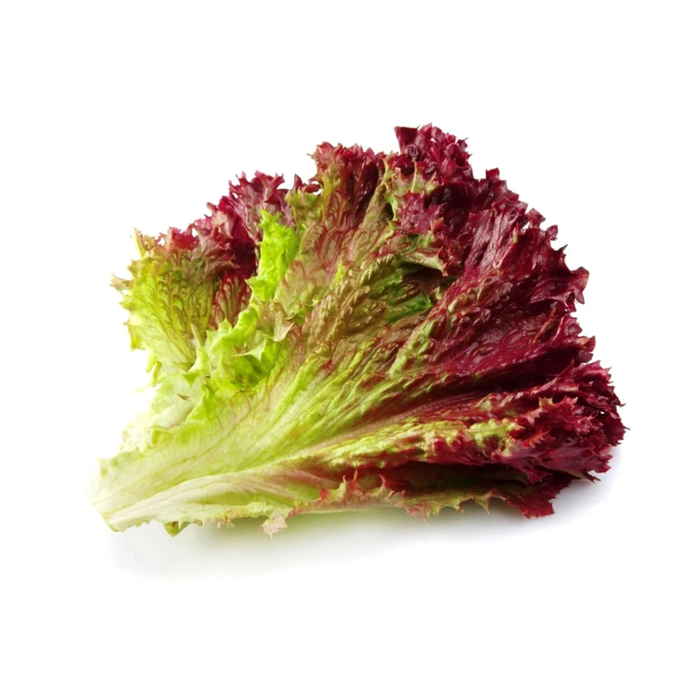 Lettuce Red Leaf local