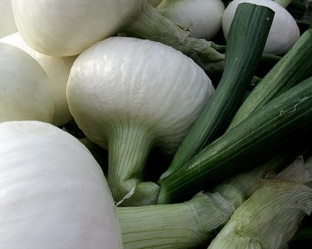 Onion Florida Sweet
