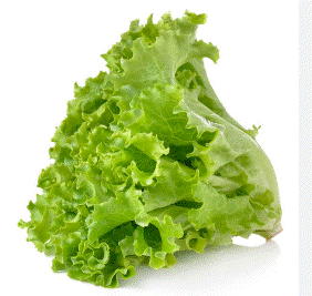 Lettuce Green Leaf local