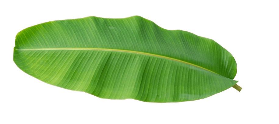 Banana Leaves