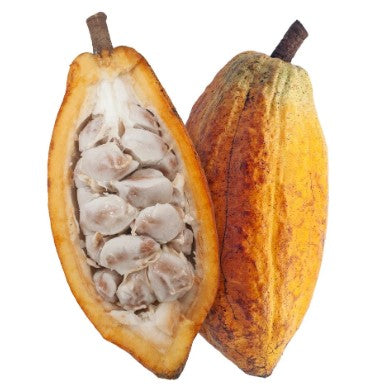 Cacao fruit