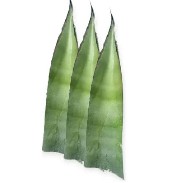 Maguey leaves