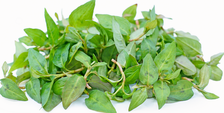 Rau ram/ fish mint