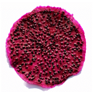 Dried Dragon Fruit Red