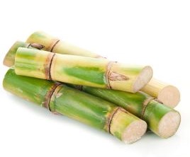 Sugar cane