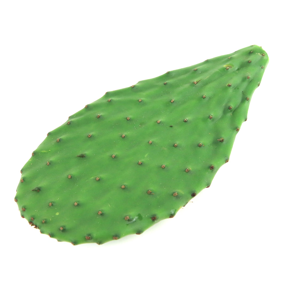 prickly pear cactus leaf Cactus Leaves