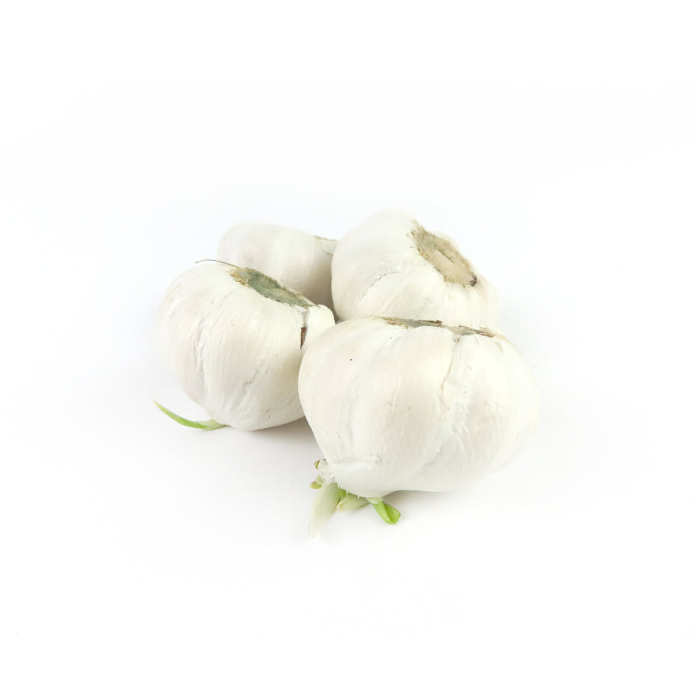 Garlic