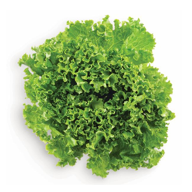 Lettuce Green Leaf