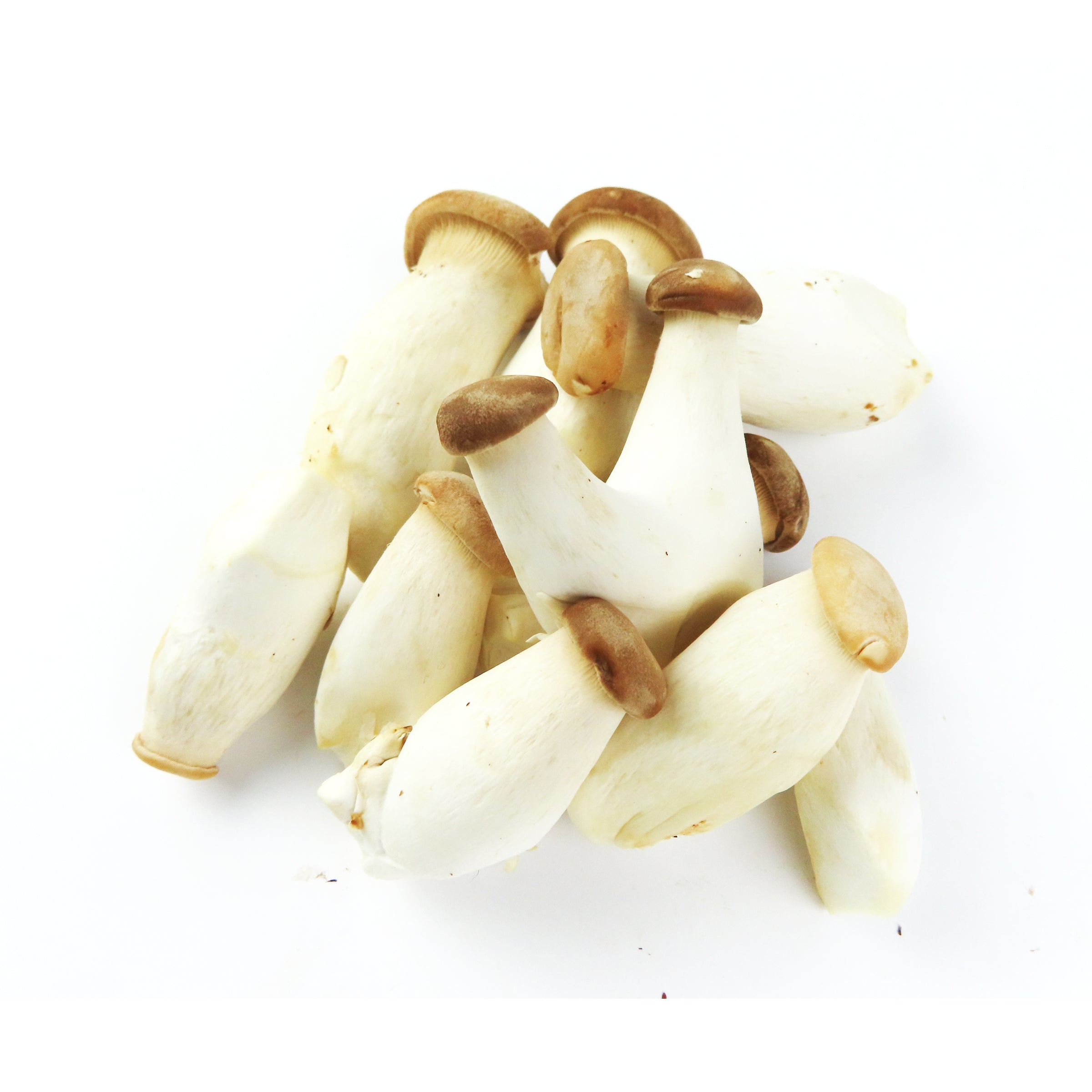 Mushrooms Mini King Oyster