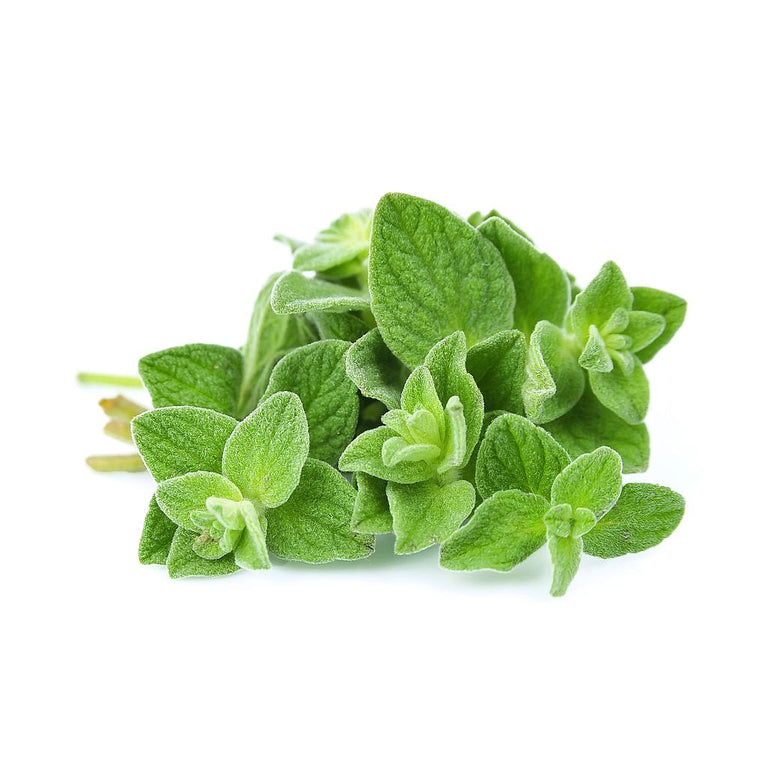 Oregano