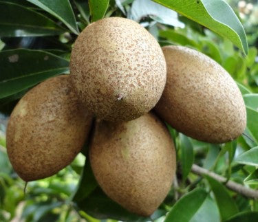 Sapodilla