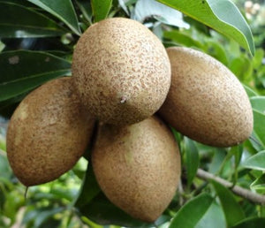 https://measianfoods.com/cdn/shop/products/sapote_dd3cc577-d5fc-4ffd-ac42-d5e338b60c52_300x.jpg?v=1673701311