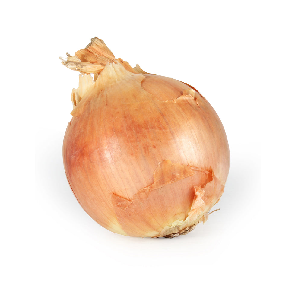 Onion  Spanish